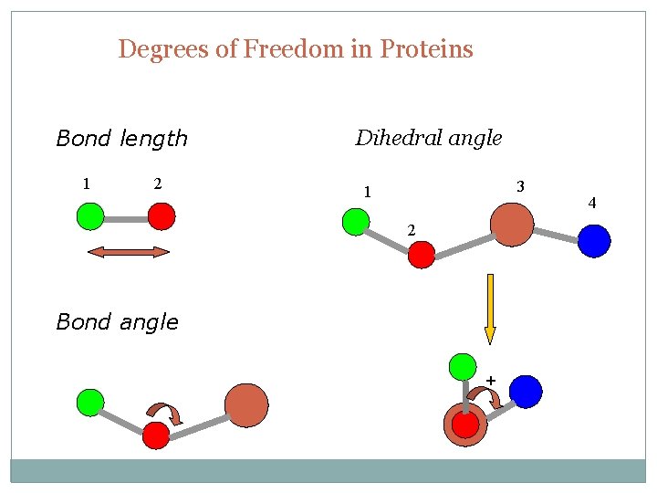 Degrees of Freedom in Proteins Bond length 1 2 Dihedral angle 3 1 2