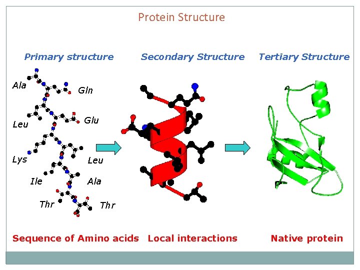 Protein Structure Primary structure Ala Secondary Structure Tertiary Structure Gln Glu Leu Lys Leu