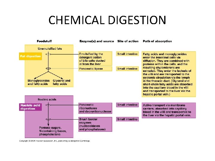 CHEMICAL DIGESTION 