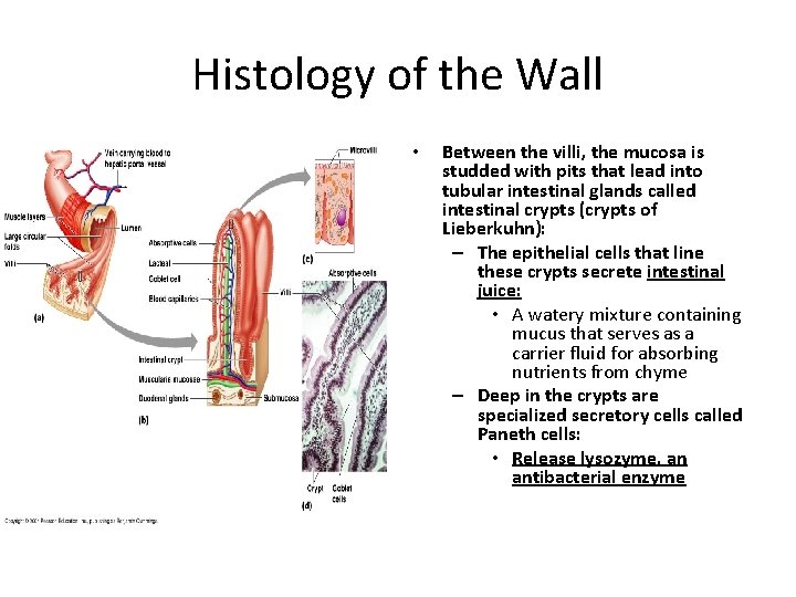 Histology of the Wall • Between the villi, the mucosa is studded with pits