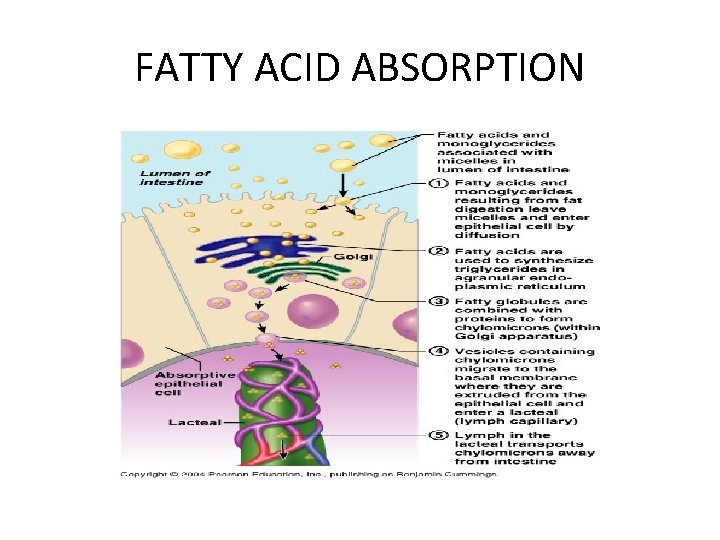 FATTY ACID ABSORPTION 