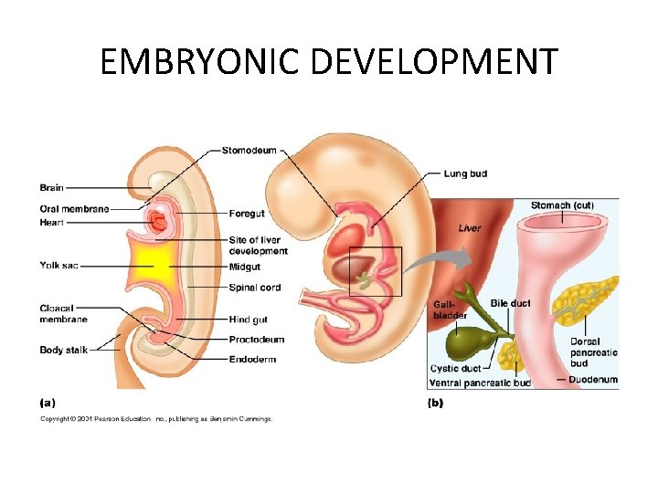 EMBRYONIC DEVELOPMENT 