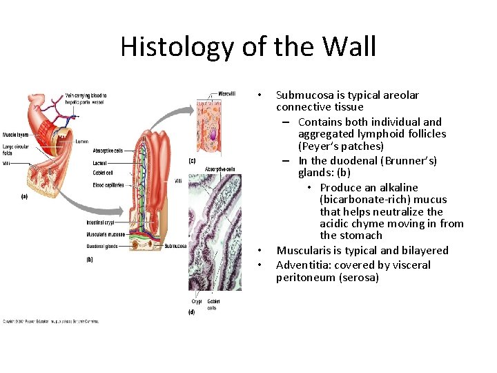 Histology of the Wall • • • Submucosa is typical areolar connective tissue –