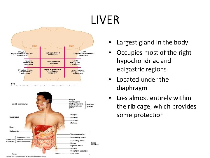 LIVER • Largest gland in the body • Occupies most of the right hypochondriac