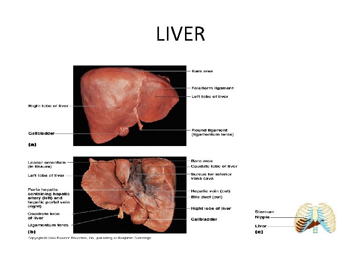 LIVER 