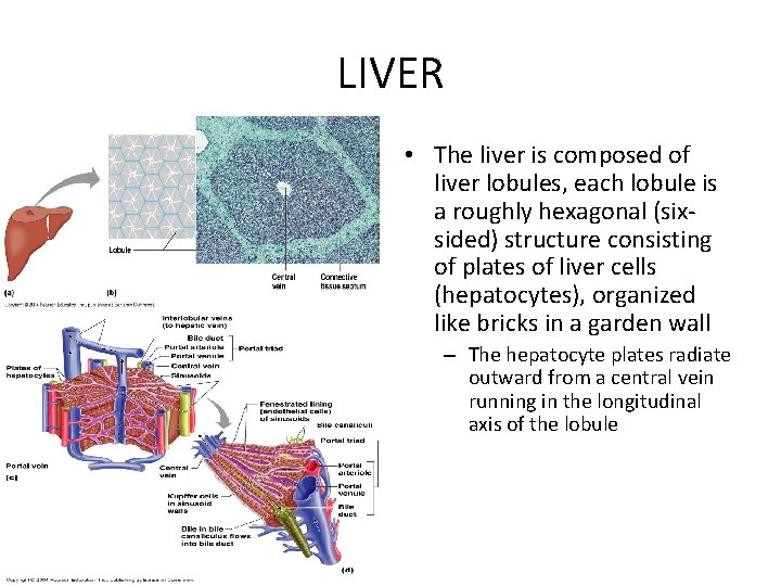 LIVER • The liver is composed of liver lobules, each lobule is a roughly