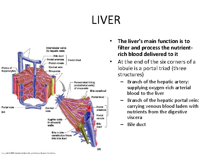 LIVER • The liver’s main function is to filter and process the nutrientrich blood