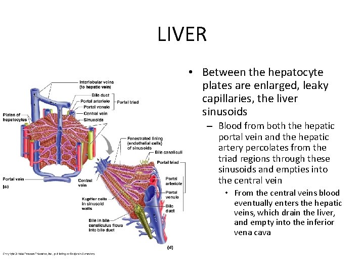 LIVER • Between the hepatocyte plates are enlarged, leaky capillaries, the liver sinusoids –