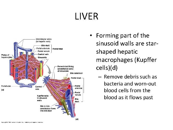 LIVER • Forming part of the sinusoid walls are starshaped hepatic macrophages (Kupffer cells)(d)
