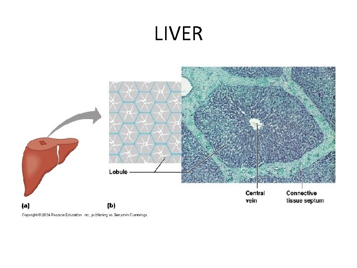 LIVER 