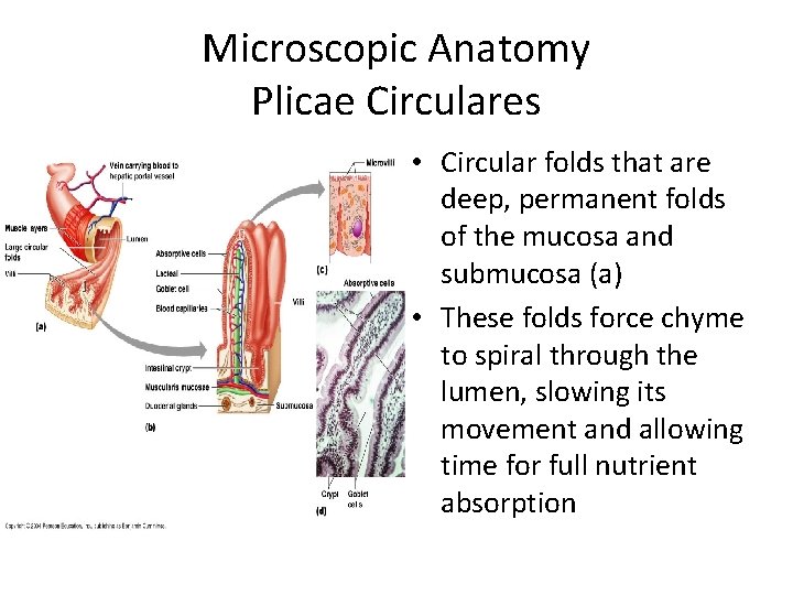 Microscopic Anatomy Plicae Circulares • Circular folds that are deep, permanent folds of the
