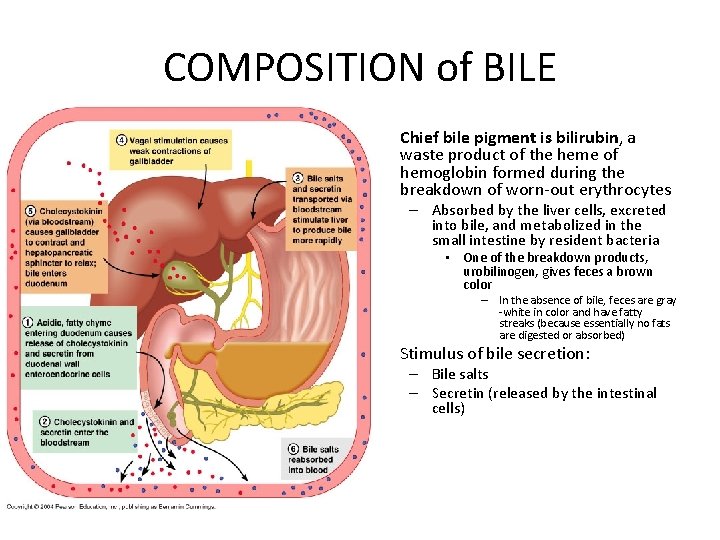 COMPOSITION of BILE • Chief bile pigment is bilirubin, a waste product of the