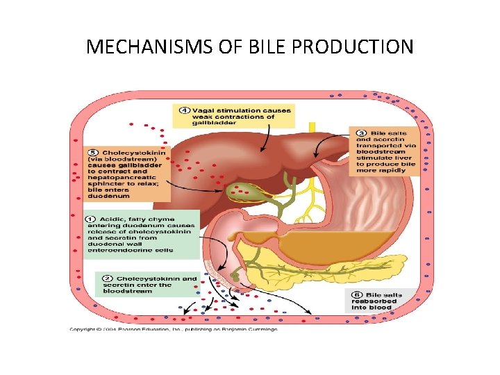 MECHANISMS OF BILE PRODUCTION 