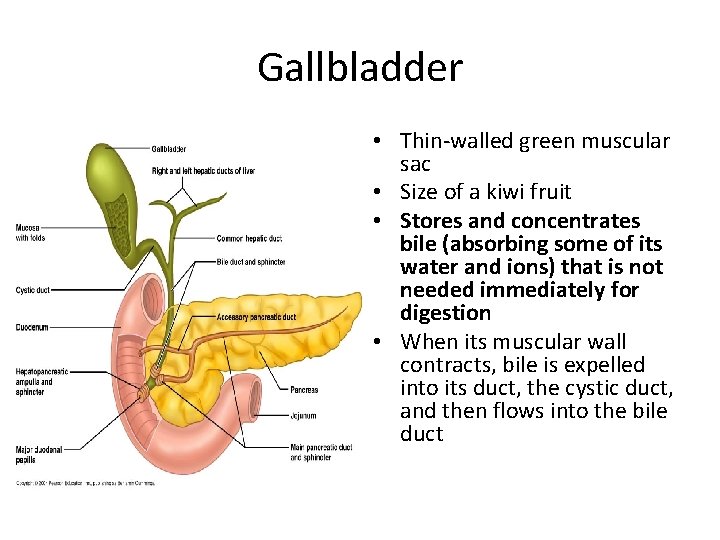 Gallbladder • Thin-walled green muscular sac • Size of a kiwi fruit • Stores