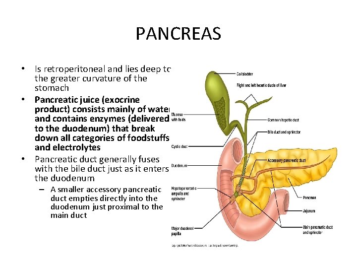 PANCREAS • Is retroperitoneal and lies deep to the greater curvature of the stomach