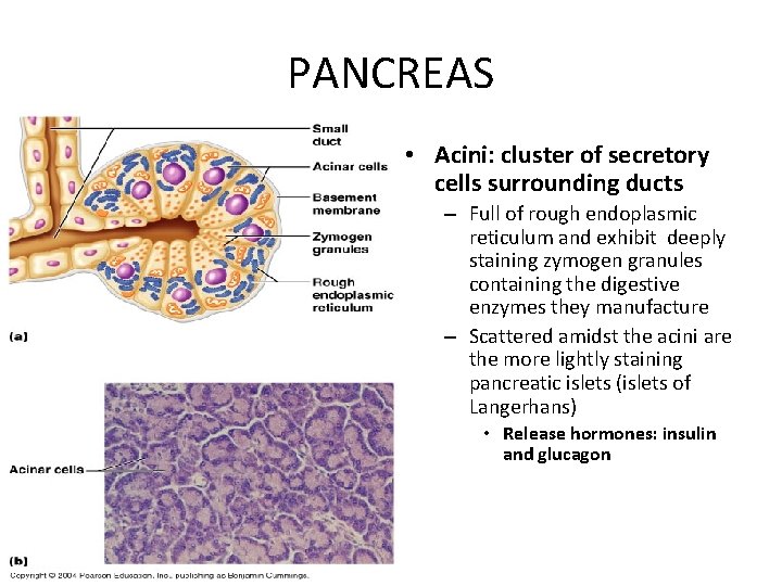 PANCREAS • Acini: cluster of secretory cells surrounding ducts – Full of rough endoplasmic