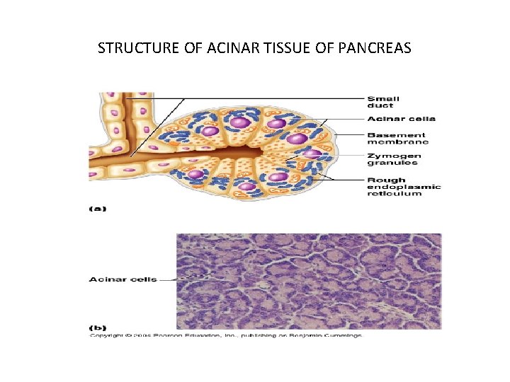 STRUCTURE OF ACINAR TISSUE OF PANCREAS 