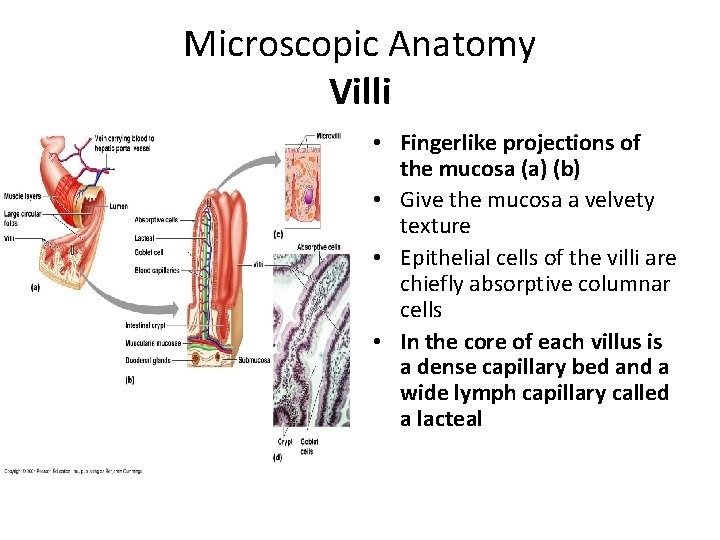 Microscopic Anatomy Villi • Fingerlike projections of the mucosa (a) (b) • Give the