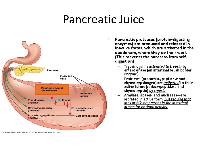 Pancreatic Juice • Pancreatic proteases (protein-digesting enzymes) are produced and released in inactive forms,