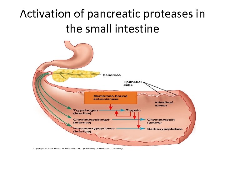 Activation of pancreatic proteases in the small intestine 