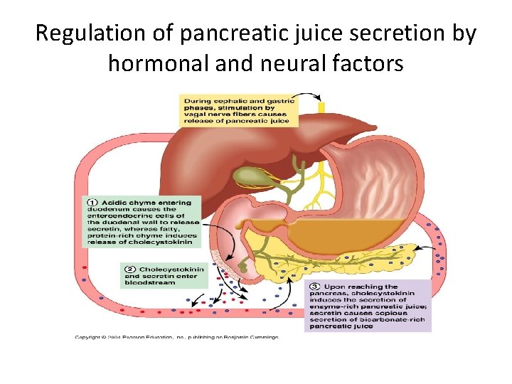 Regulation of pancreatic juice secretion by hormonal and neural factors 