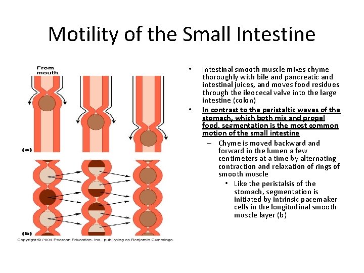 Motility of the Small Intestine • • Intestinal smooth muscle mixes chyme thoroughly with