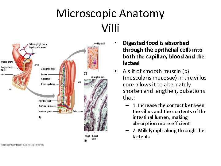 Microscopic Anatomy Villi • Digested food is absorbed through the epithelial cells into both