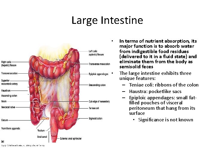 Large Intestine • • In terms of nutrient absorption, its major function is to