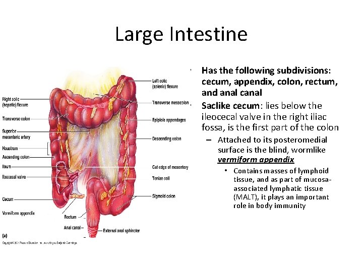 Large Intestine • Has the following subdivisions: cecum, appendix, colon, rectum, and anal canal