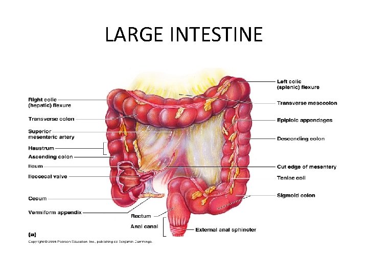 LARGE INTESTINE 