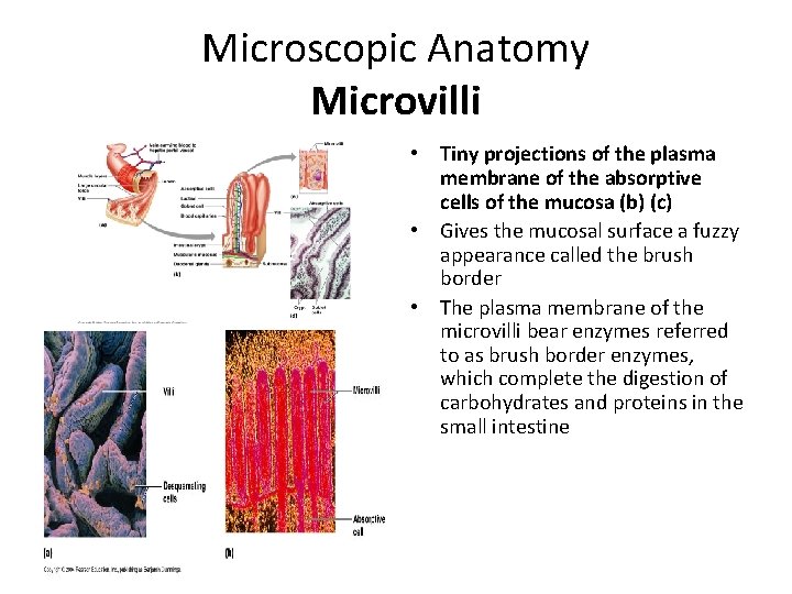 Microscopic Anatomy Microvilli • Tiny projections of the plasma membrane of the absorptive cells