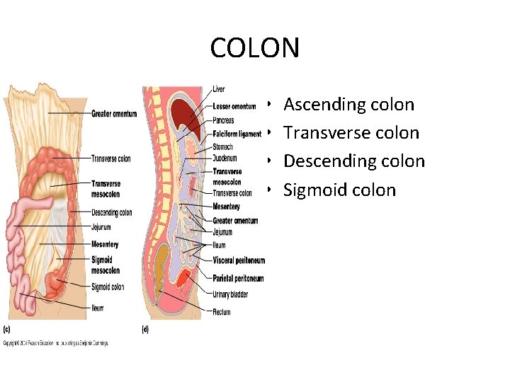 COLON • • Ascending colon Transverse colon Descending colon Sigmoid colon 