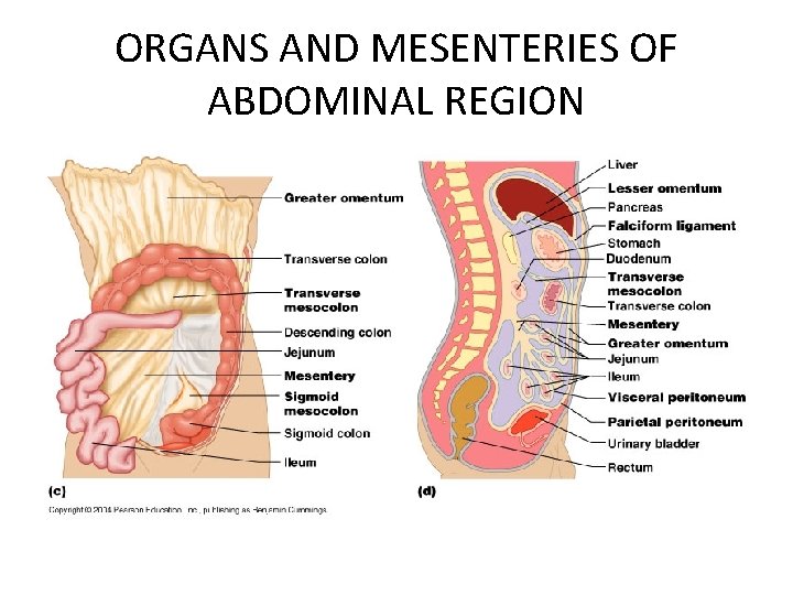 ORGANS AND MESENTERIES OF ABDOMINAL REGION 