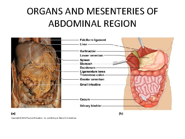 ORGANS AND MESENTERIES OF ABDOMINAL REGION 