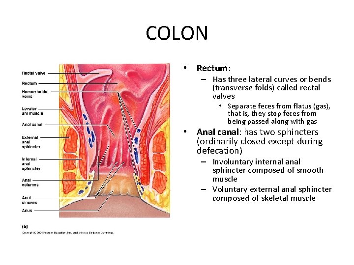 COLON • Rectum: – Has three lateral curves or bends (transverse folds) called rectal