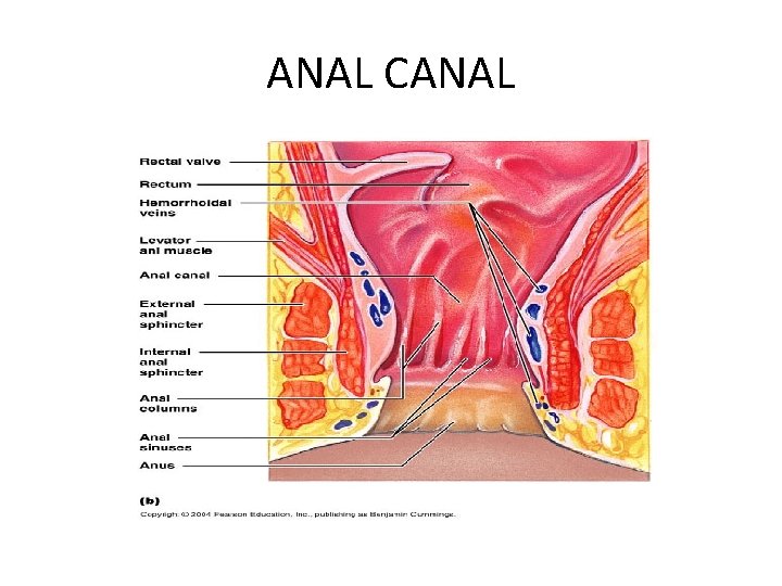 ANAL CANAL 