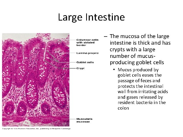 Large Intestine – The mucosa of the large intestine is thick and has crypts