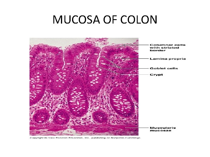 MUCOSA OF COLON 