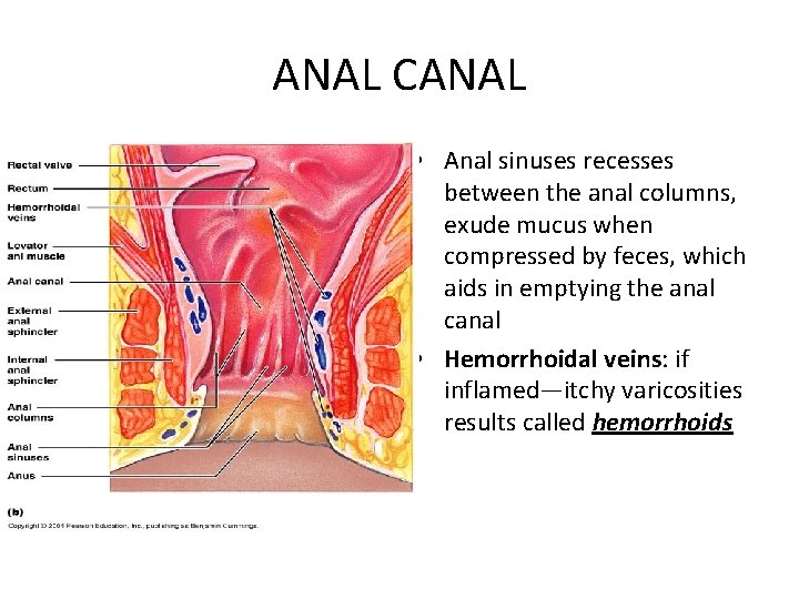 ANAL CANAL • Anal sinuses recesses between the anal columns, exude mucus when compressed