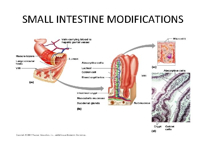 SMALL INTESTINE MODIFICATIONS 