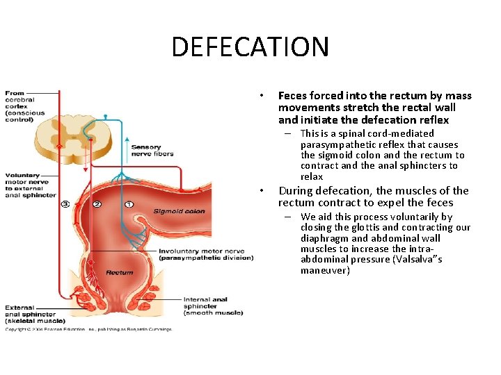 DEFECATION • Feces forced into the rectum by mass movements stretch the rectal wall