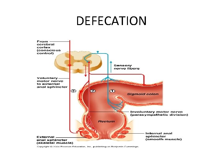 DEFECATION 