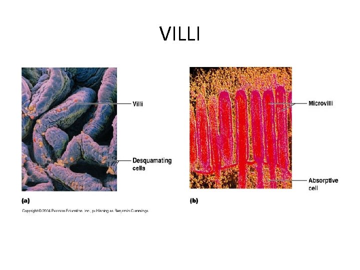 VILLI 