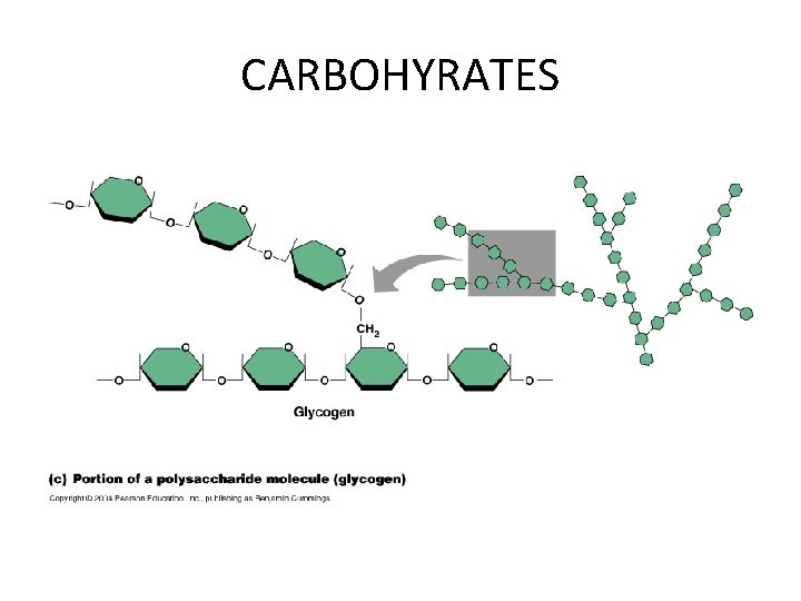 CARBOHYRATES 
