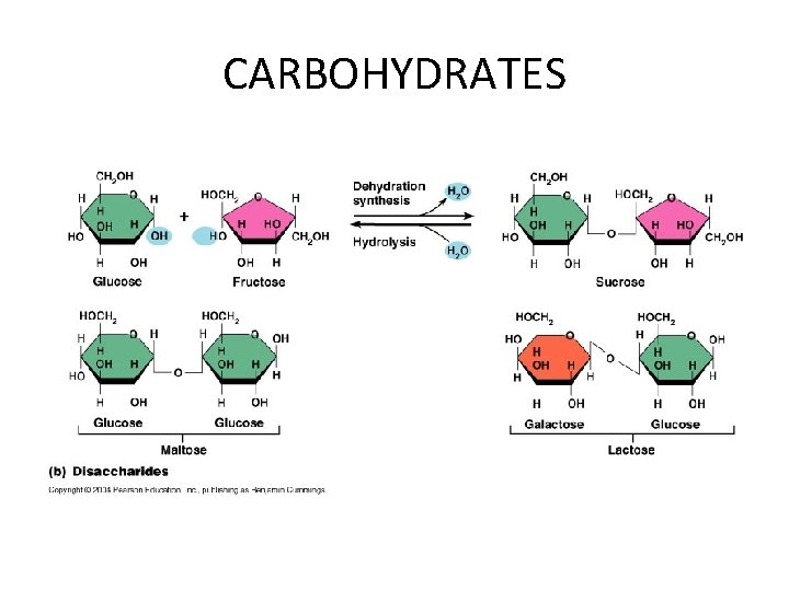 CARBOHYDRATES 