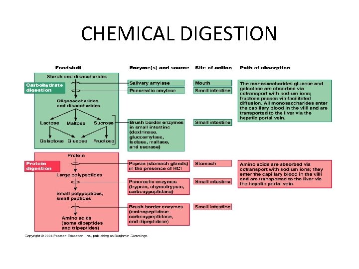 CHEMICAL DIGESTION 