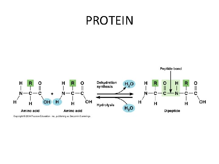 PROTEIN 