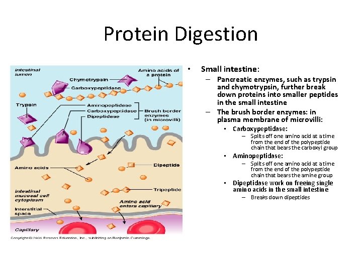 Protein Digestion • Small intestine: – Pancreatic enzymes, such as trypsin and chymotrypsin, further