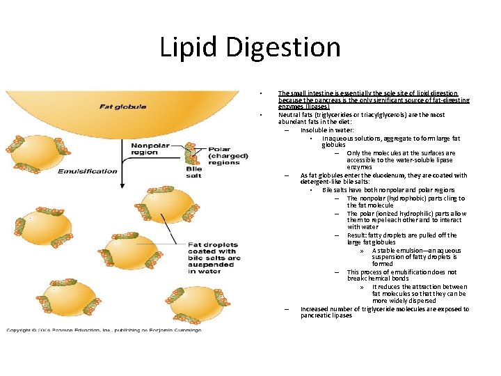 Lipid Digestion • • The small intestine is essentially the sole site of lipid