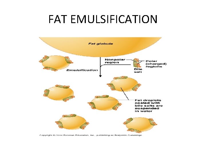 FAT EMULSIFICATION 
